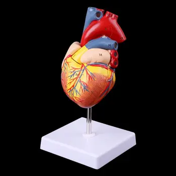 Medicinska Znanost Pribor Razstaviti Anatomski Človeško Srce Model Anatomijo Medicinske učni pripomoček dropshipping
