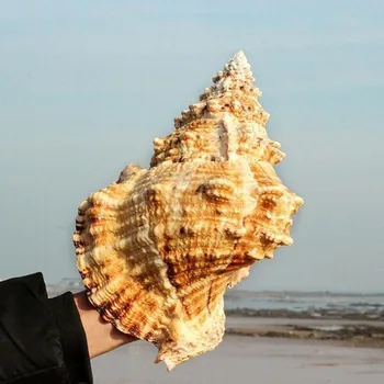 Big Conch Lupini Oprema Marine Dekoracijo Morju Conch Naravnimi Okraski Lupini Poroko Festival Stranka Dekoracijo Veliko Darilo