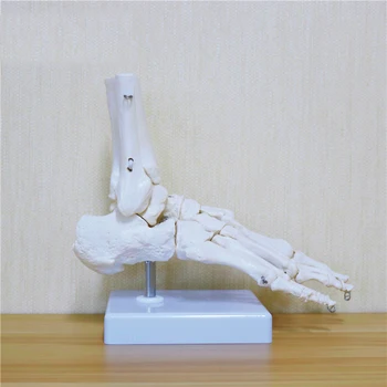 Prilagodljiv Človeške Kosti Stopala Model Stopala Edini Sklepov Stopalo, Gleženj Golenice in Fibula Stopala Model Ortopeda Poučevanja za Medicinske