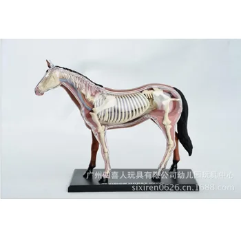 Sestavljeni Anime Konj Anatomijo Medicinske Anatomsko Živali Model z Organi Puzzels za Otroke Okostje Izobraževalne Znanosti Igrače