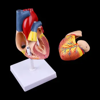 1:1 Razstaviti Anatomski Človeško Srce Model Kardiologija Srce Anatomija za Poučevanje Orodje