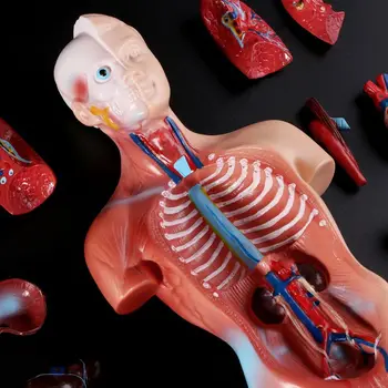 Človeški Trup Telo Model Anatomija Anatomski Notranjih Organov Za Poučevanje dekleta ljubezen