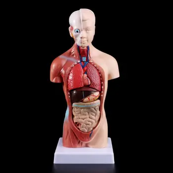 Človeški Trup Telo Model Anatomija Anatomski Notranjih Organov Za Poučevanje dekleta ljubezen
