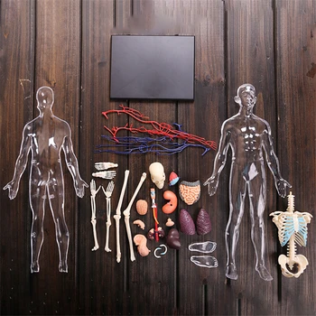 1:6 Prozornih oseba 4d master Sestavljanje puzzle igrača človeško telo organa anatomski model medicinski model poučevanja