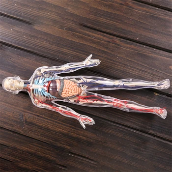 1:6 Prozornih oseba 4d master Sestavljanje puzzle igrača človeško telo organa anatomski model medicinski model poučevanja