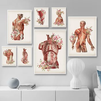 Človeško Telo Mišična Struktura Zidu Umetnosti Slikarstva Retro Anatomijo Medicinske Platno Poster Tiskanje Izobraževanje Sliko Študija Soba Dekoracijo