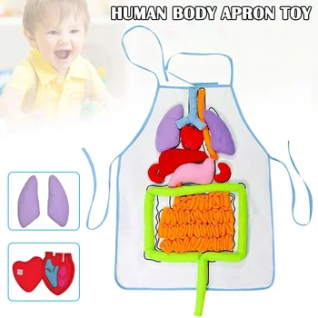Izobraževanja otrok Organ Predpasnik Anatomija Predpasnik za Človeško Telo Organa Zavest Izobraževalne DNJ998