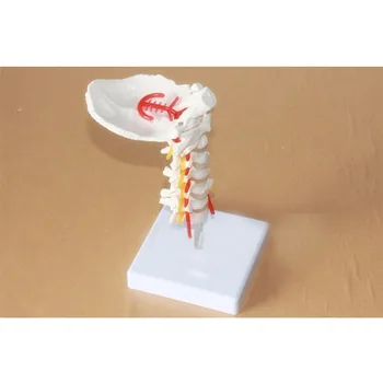 Življenje velikost Človekovih Anatomski Model Vratnega Vretenca Model Vratne Hrbtenice z vratna Arterija Temenske Kosti Disk in Živčnih Model